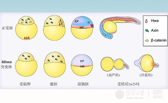 守护生命起源的健康:如何破解人类生育力下降难题