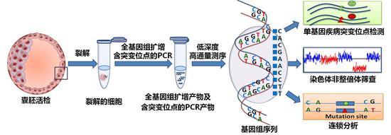 守护生命起源的健康:如何破解人类生育力下降难题